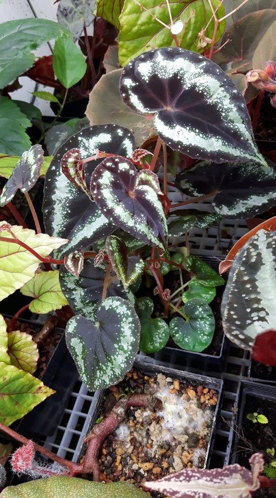 B. curtisii